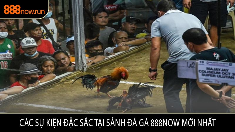 Các Sự Kiện Đặc Sắc Tại Sảnh Đá Gà 888now Mới Nhất