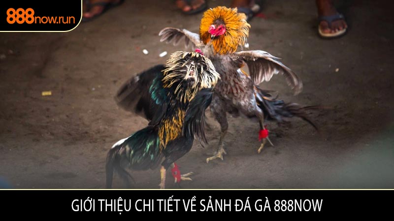 Giới Thiệu Chi Tiết Về Sảnh Đá Gà 888now